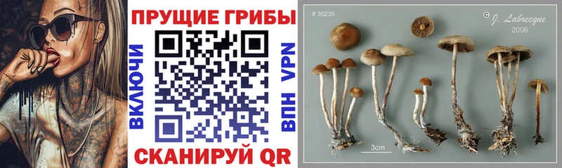 Псилоцибиновые грибы Cubensis  где продают   Юрга 